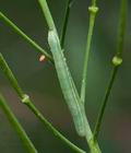 Anthocharis_cardamines_cb9415s