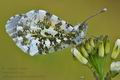 Anthocharis_cardamines_hh2908