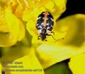 Anthrenus_scrophulariae_aa9136