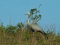 Anthropoides_paradisea_dc0077
