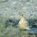 Anthus_campestris_ae7784