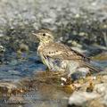 Anthus_campestris_ae7795