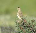 Anthus_campestris_dc8382