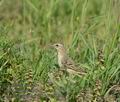 Anthus_campestris_kb5475