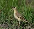 Anthus_campestris_kb5480