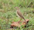 Anthus_leucophrys_ad5965