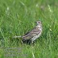 Anthus_pratensis_ea5397