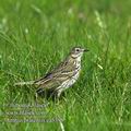 Anthus_pratensis_ea5398