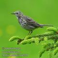 Anthus_pratensis_ed2339.jpg