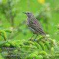 Anthus_pratensis_ed2365.jpg