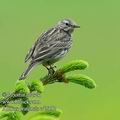 Anthus_pratensis_ed2392