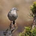 Anthus_spinoletta_fg3162