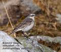 Anthus_spinoletta_pa5133348