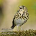 Anthus_trivialis_fb7411