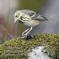 Anthus_trivialis_fb7469