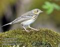 Anthus_trivialis_fb7509