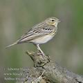 Anthus_trivialis_fb7515