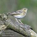 Anthus_trivialis_fb7533