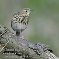 Anthus_trivialis_fb7543