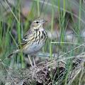 Anthus_trivialis_fb7554