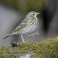 Anthus_trivialis_fb7632