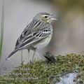 Anthus_trivialis_fb7648