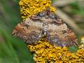 Anticlea_badiata_cs1654s