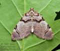 Anticlea_derivata_cs4766s