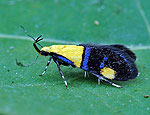 oecophora_bractella_hz8318