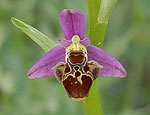 ophrys_oestrifera_ae5812