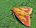 ostrinia_palustralis_ci6520s