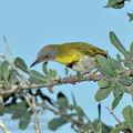 Apalis_flavida_bb7260