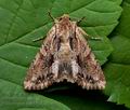 Apamea_monoglypha_cv2650s