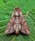 Apamea_monoglypha_cv7891s
