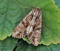 Apamea_monoglypha_hy3026