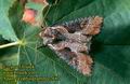 Apamea_ophiogramma_2687