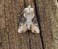 Apamea_ophiogramma_bu7640