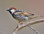 passer_hispaniolensis_ka9205