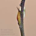 Apatura_iris_bf1829