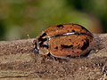 Aphidecta_obliterata_a9353