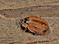Aphidecta_obliterata_a9354