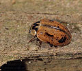 Aphidecta_obliterata_a9359