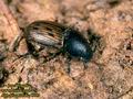 Aphodius_luridus_6689