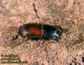 Aphodius_satelitius_6428