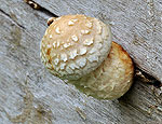 pholiota_populnea_bv6735