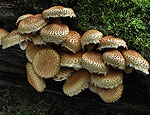 pholiota_squarrosoides_ca2506