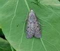 Aphomia_sociella_bu0504