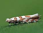 phyllonorycter_kuhlweiniella_cs5116s