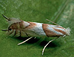 phyllonorycter_roboris_cc2072s