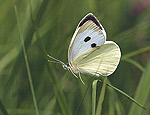 pieris_brassicae_af4508